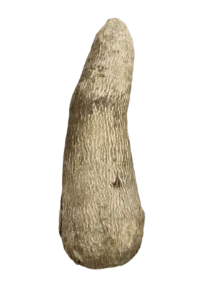 Fresh Ghana Yam